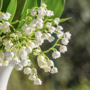 bouquet de muguet