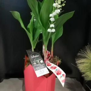 muguet racine