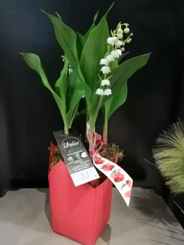 muguet racine