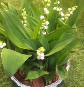 muguet 10 plants- panier osier