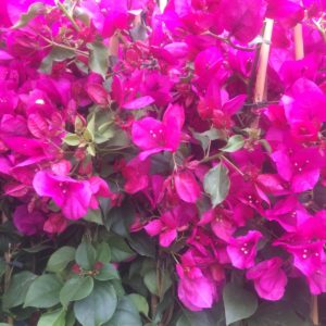 bougainvilliers extra