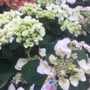 hortensia extra