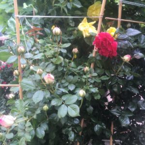 rosier grimpant extra