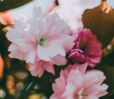 close-up-photo-of-pink-flowers-4068151 (1) fleur déconfinement