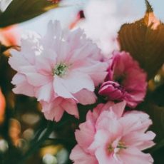 close-up-photo-of-pink-flowers-4068151 (1) fleur déconfinement