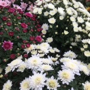 pot de chrysanthèmes