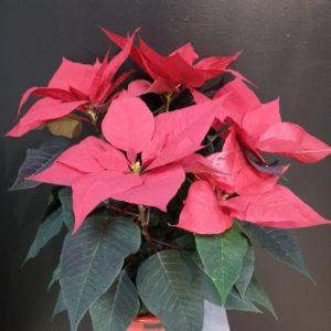 Etoile de Noël Poinsettia